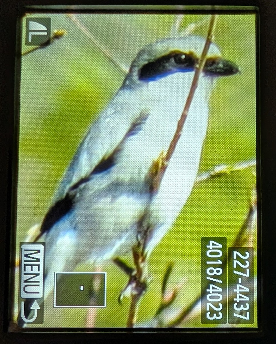 Loggerhead Shrike - ML635157745