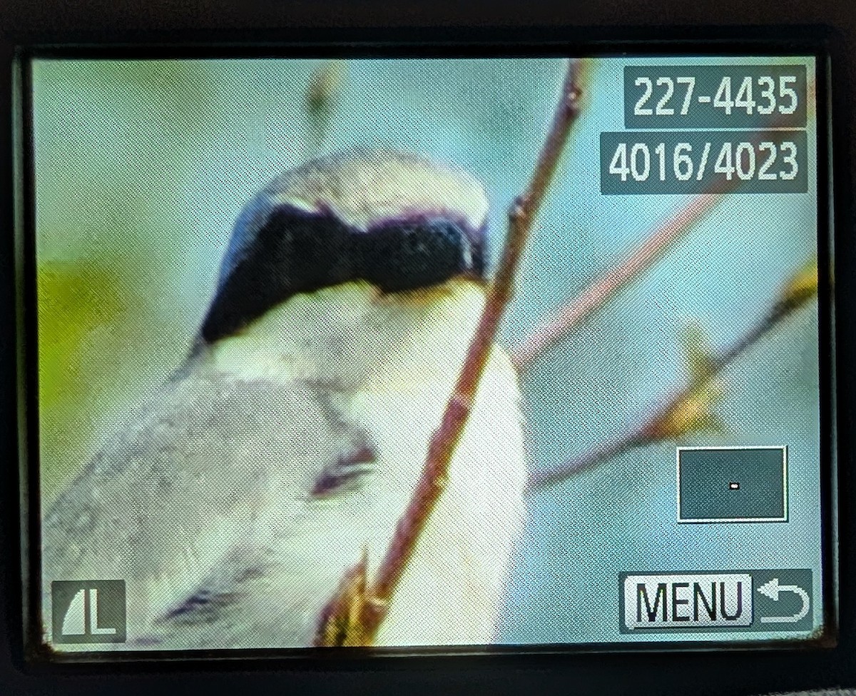 Loggerhead Shrike - ML635157746