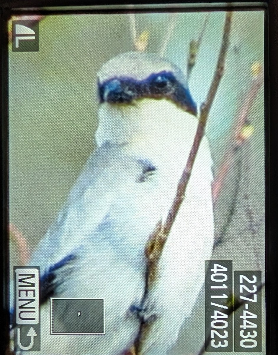 Loggerhead Shrike - ML635157747