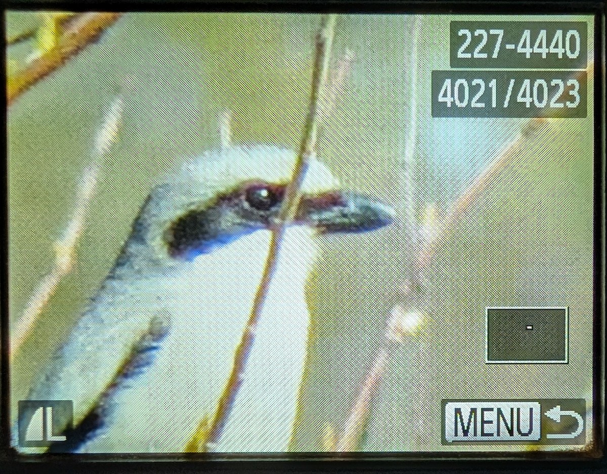 Loggerhead Shrike - ML635157748