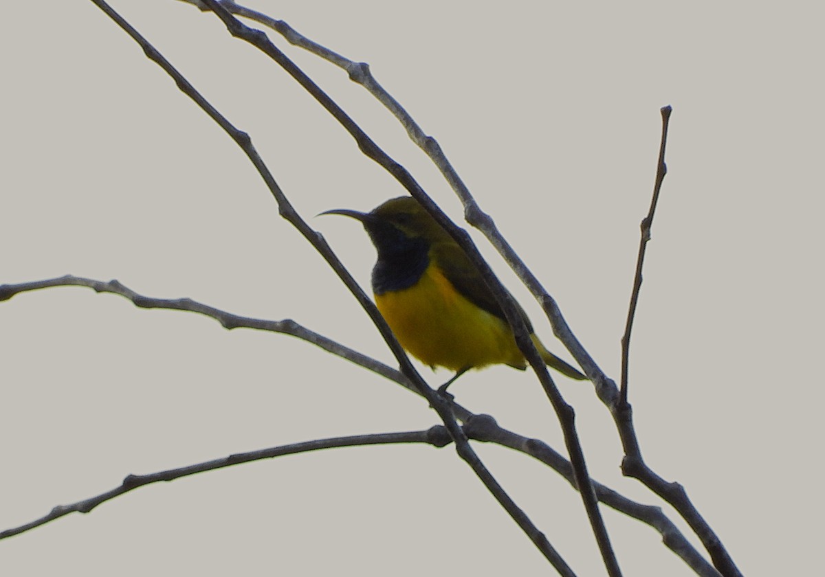 Sahul Sunbird - ML635157757