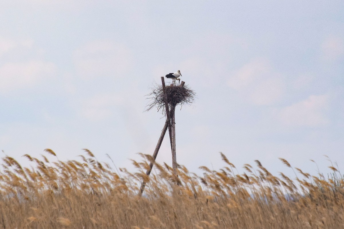 Oriental Stork - ML635157785
