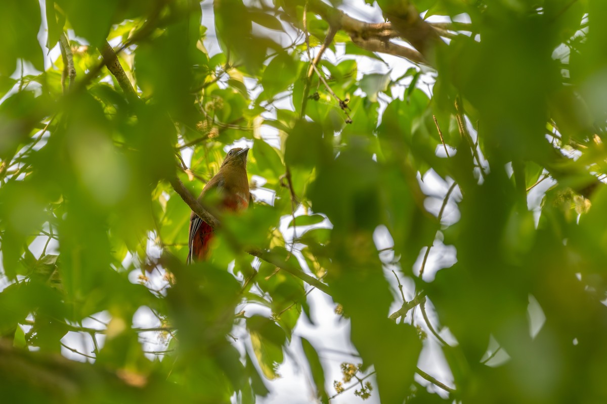 Red-headed Trogon - ML635157792