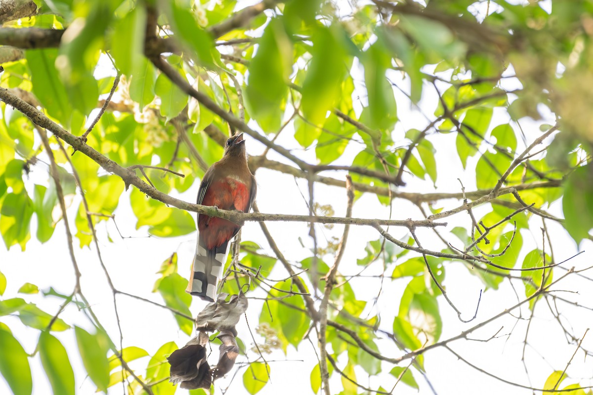 Red-headed Trogon - ML635157795