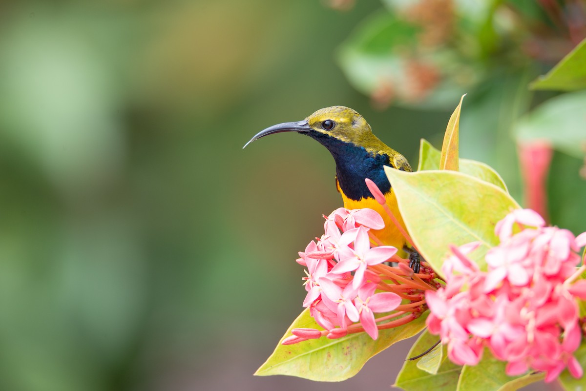 Sahul Sunbird - ML635157905