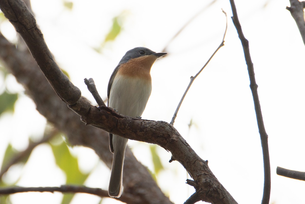 Leaden Flycatcher - ML635157918