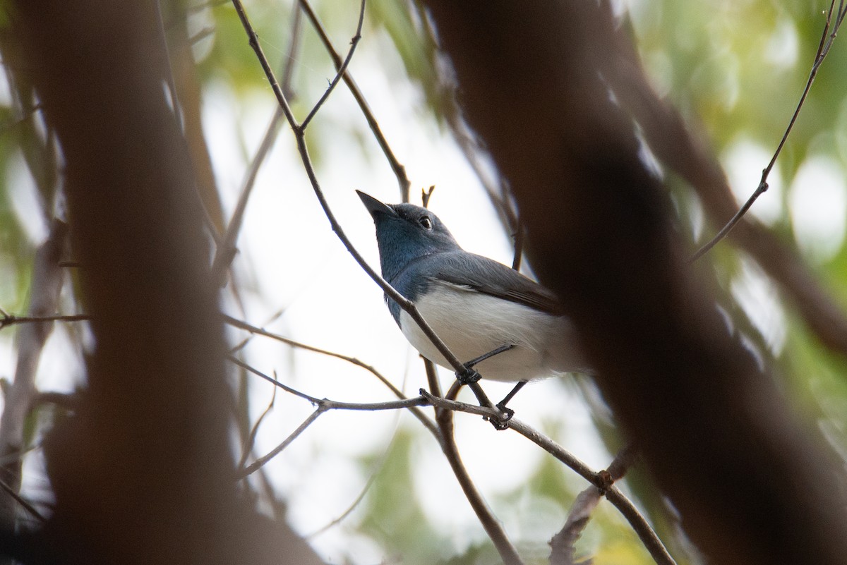 Leaden Flycatcher - ML635157919