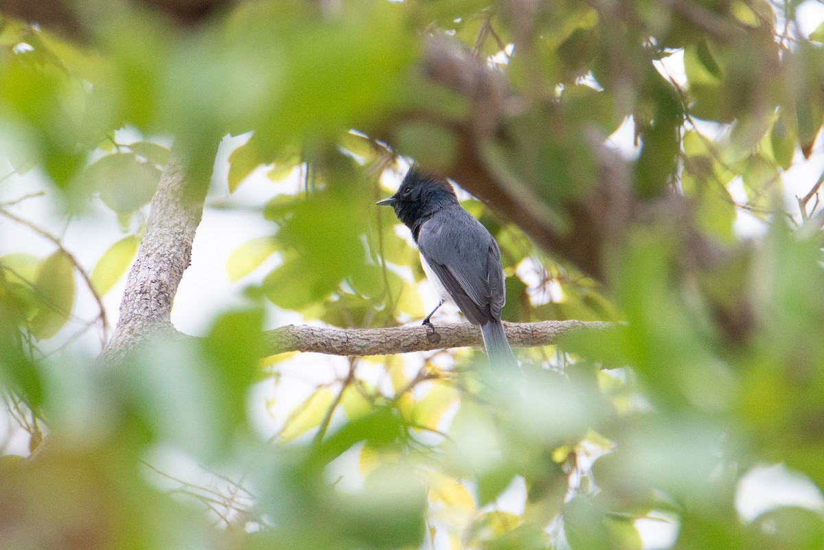 Leaden Flycatcher - ML635157920