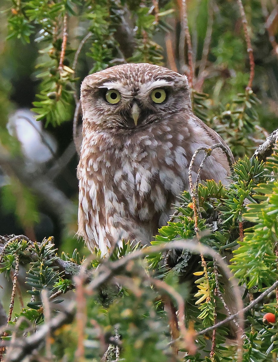 Little Owl - ML635157962