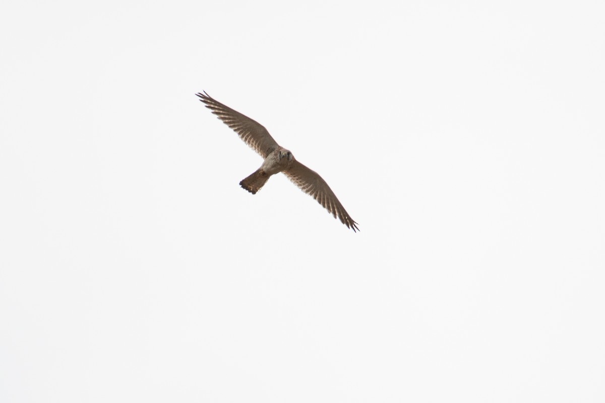 Nankeen Kestrel - ML635157973