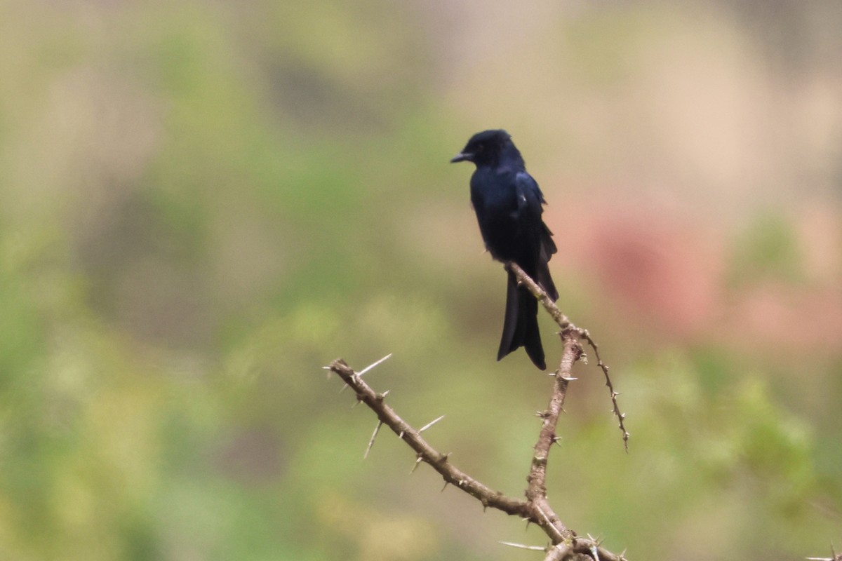 Fork-tailed Drongo - ML635157989