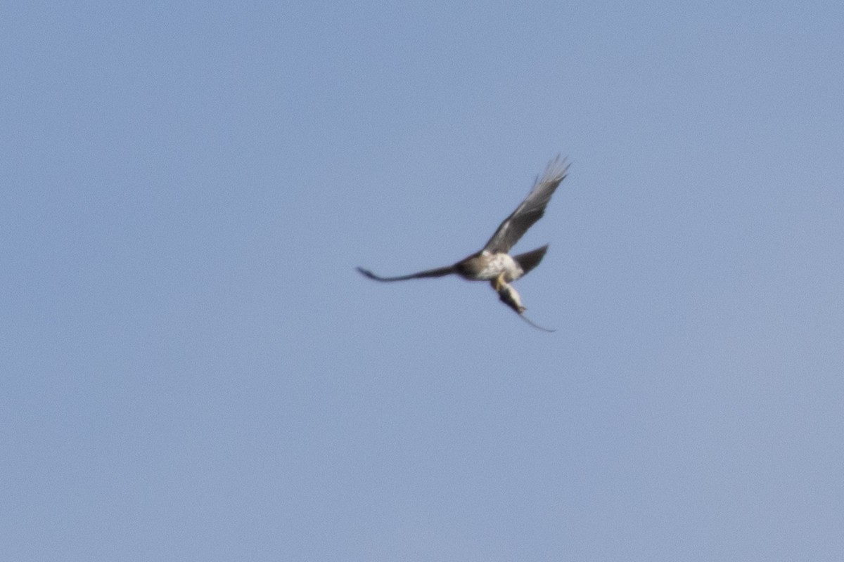 Buse d'Hawaï - ML635157992