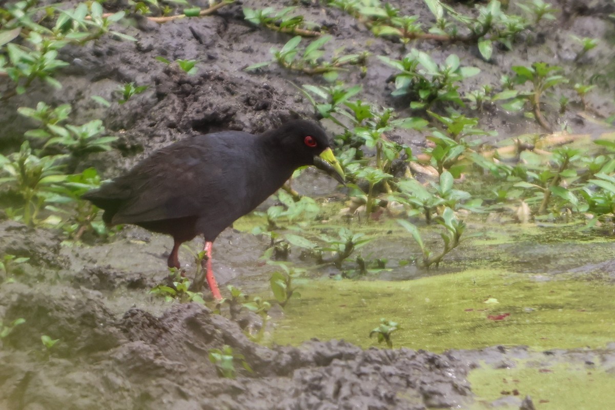 Black Crake - ML635158008