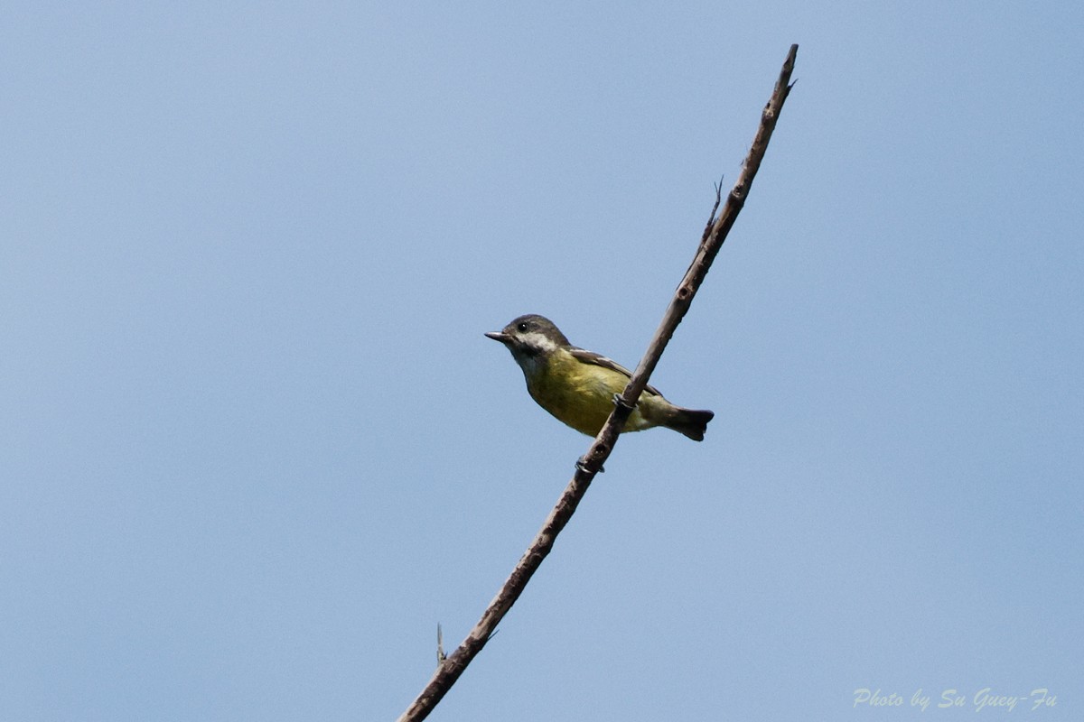 Yellow-bellied Tit - ML635158069