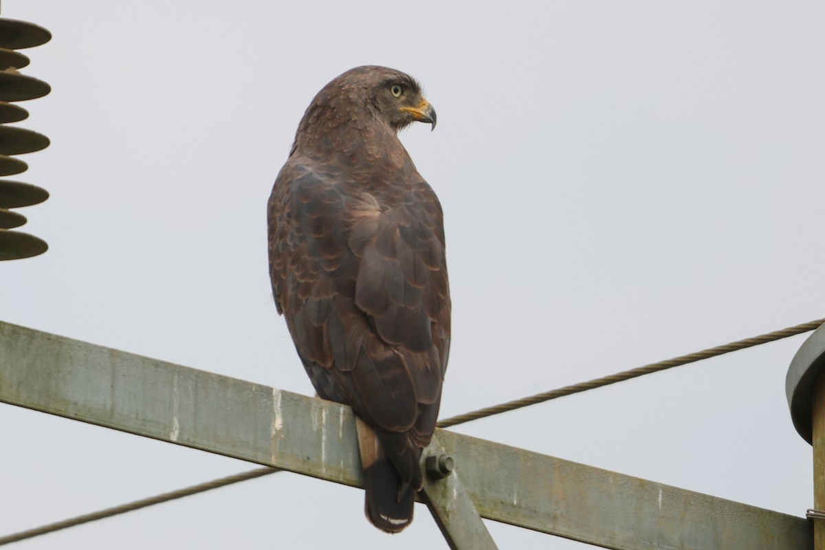 Western Banded Snake-Eagle - ML635158084