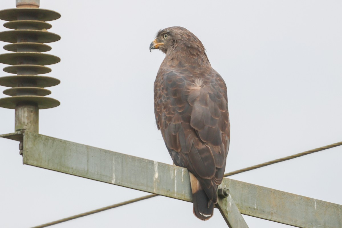 Western Banded Snake-Eagle - ML635158085