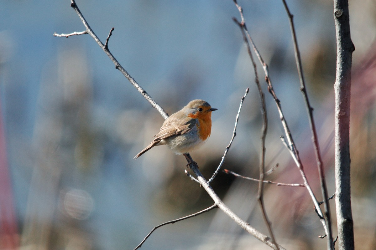 Өрнийн зээрд омруут - ML635158092