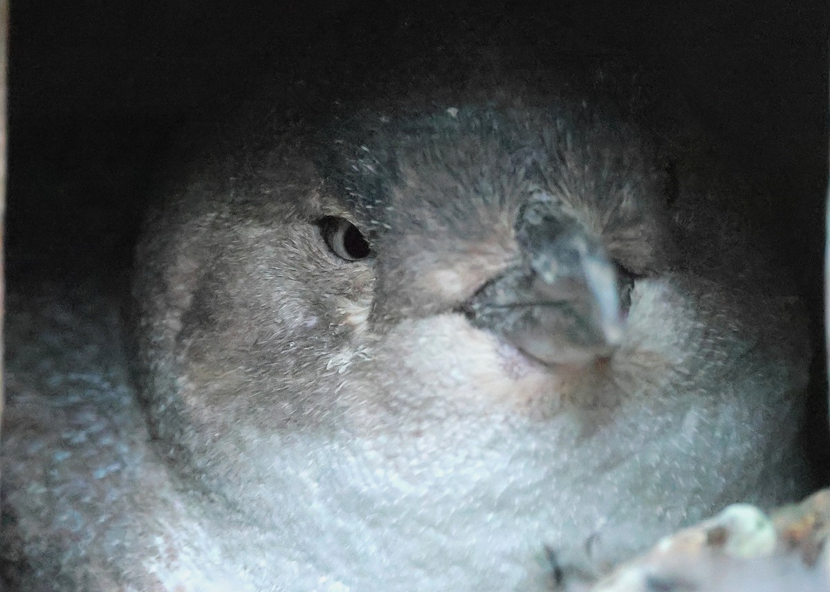 Little Penguin - ML635158122