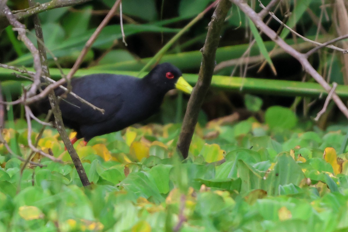 Black Crake - ML635158197