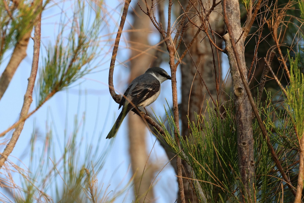 Ashy Minivet - ML635158224