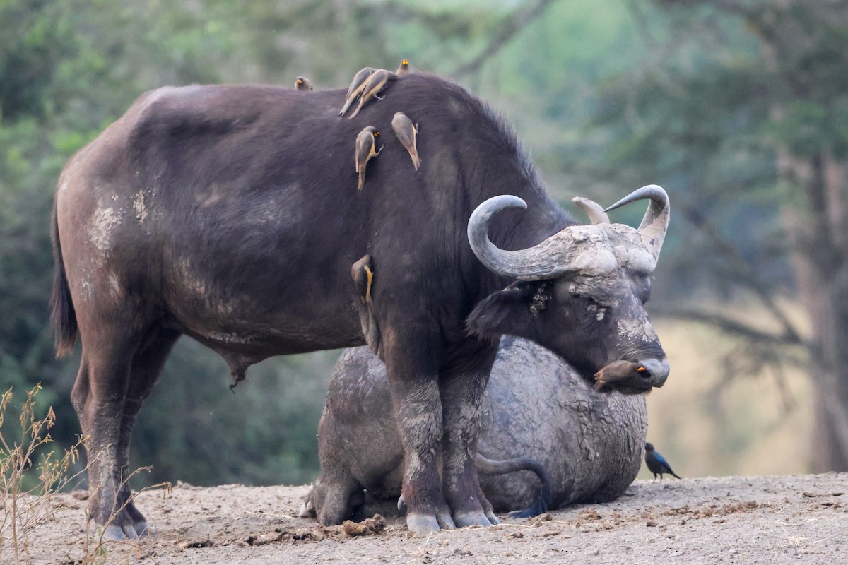 Yellow-billed Oxpecker - ML635158323