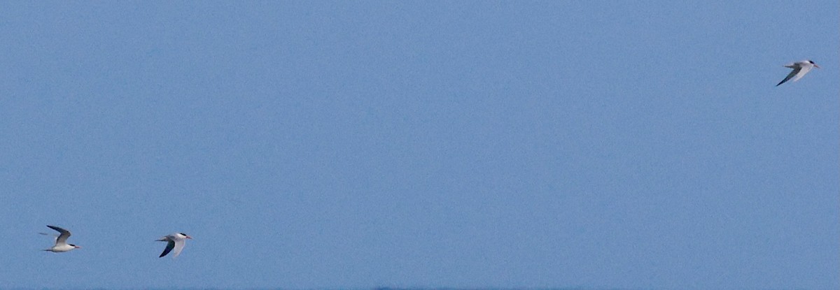 West African Crested Tern - ML635158334