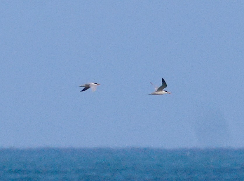 West African Crested Tern - ML635158335