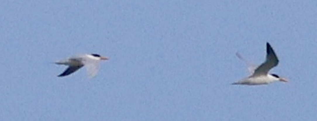 West African Crested Tern - ML635158345