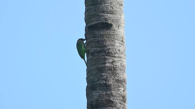 Grünbartvogel - ML635158357