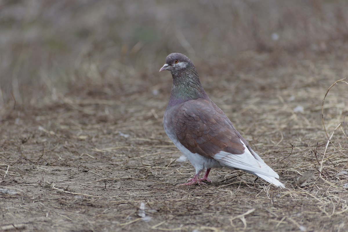 Хөхвөр тагтаа (суурин газрын) - ML635158436