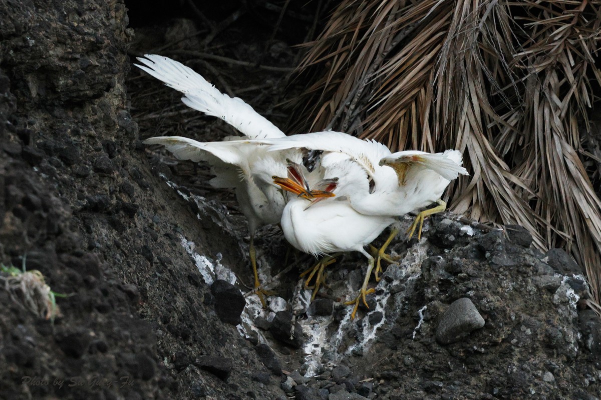 Pacific Reef-Heron - ML635158441