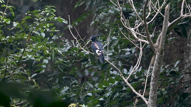 Black Baza - ML635158461