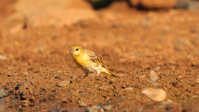 African Golden-Weaver - ML635158474