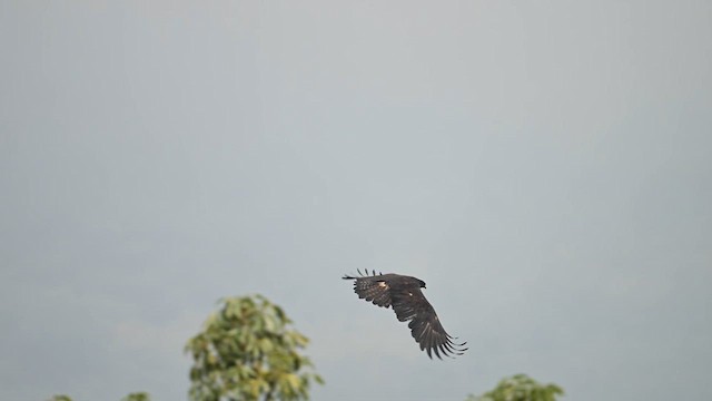 Black Eagle - ML635158489