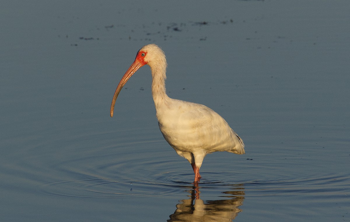 White Ibis - ML635158520