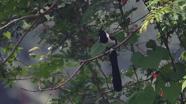 White-bellied Treepie - ML635158526