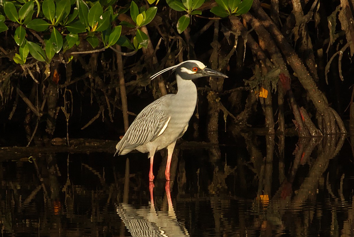 Yellow-crowned Night Heron - ML635158527