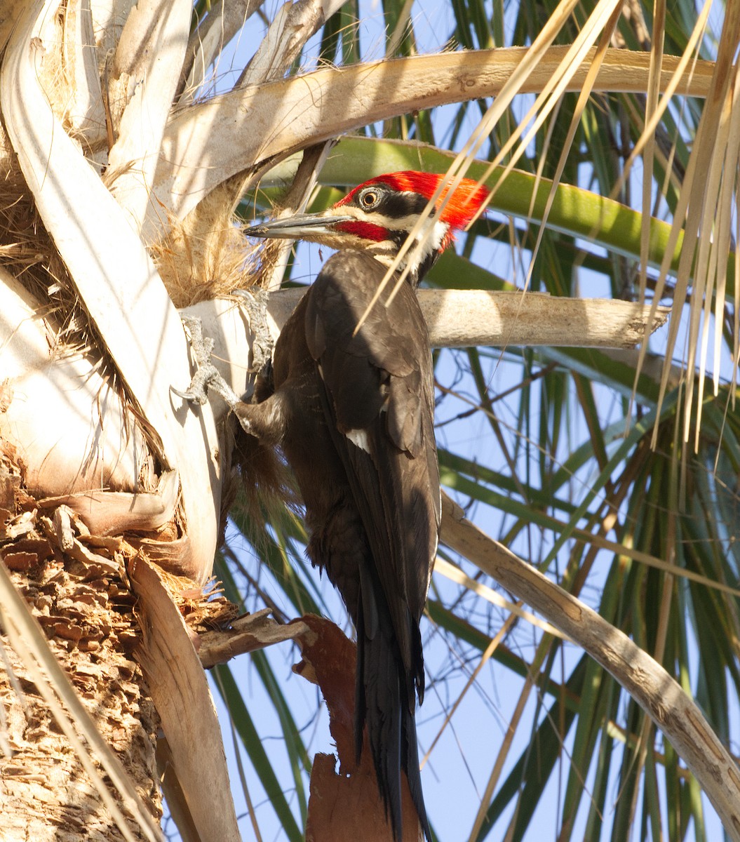 Pileated Woodpecker - ML635158542