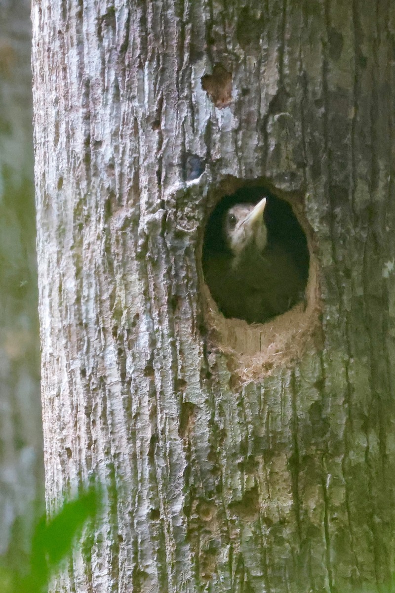 Orange-backed Woodpecker - ML635158574