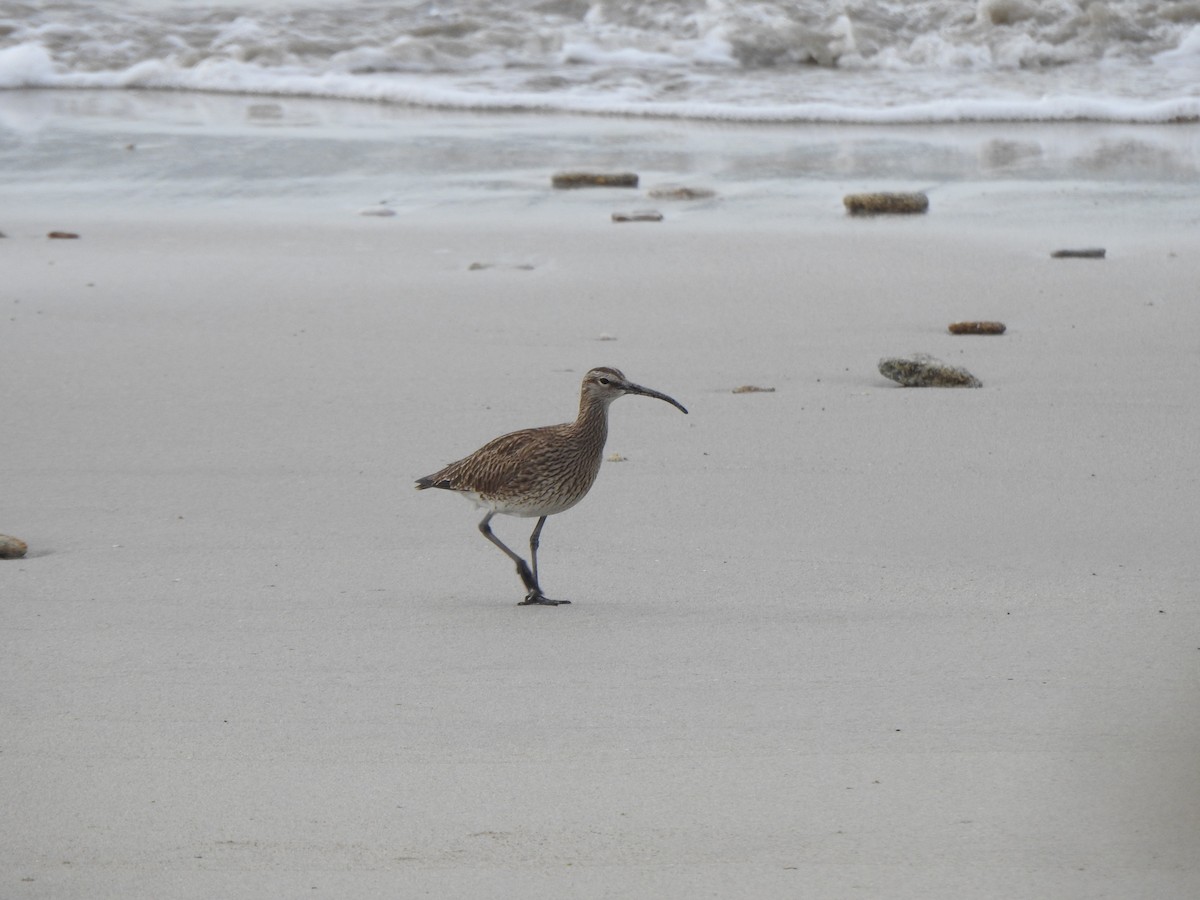 Eurasian Whimbrel - ML635158584