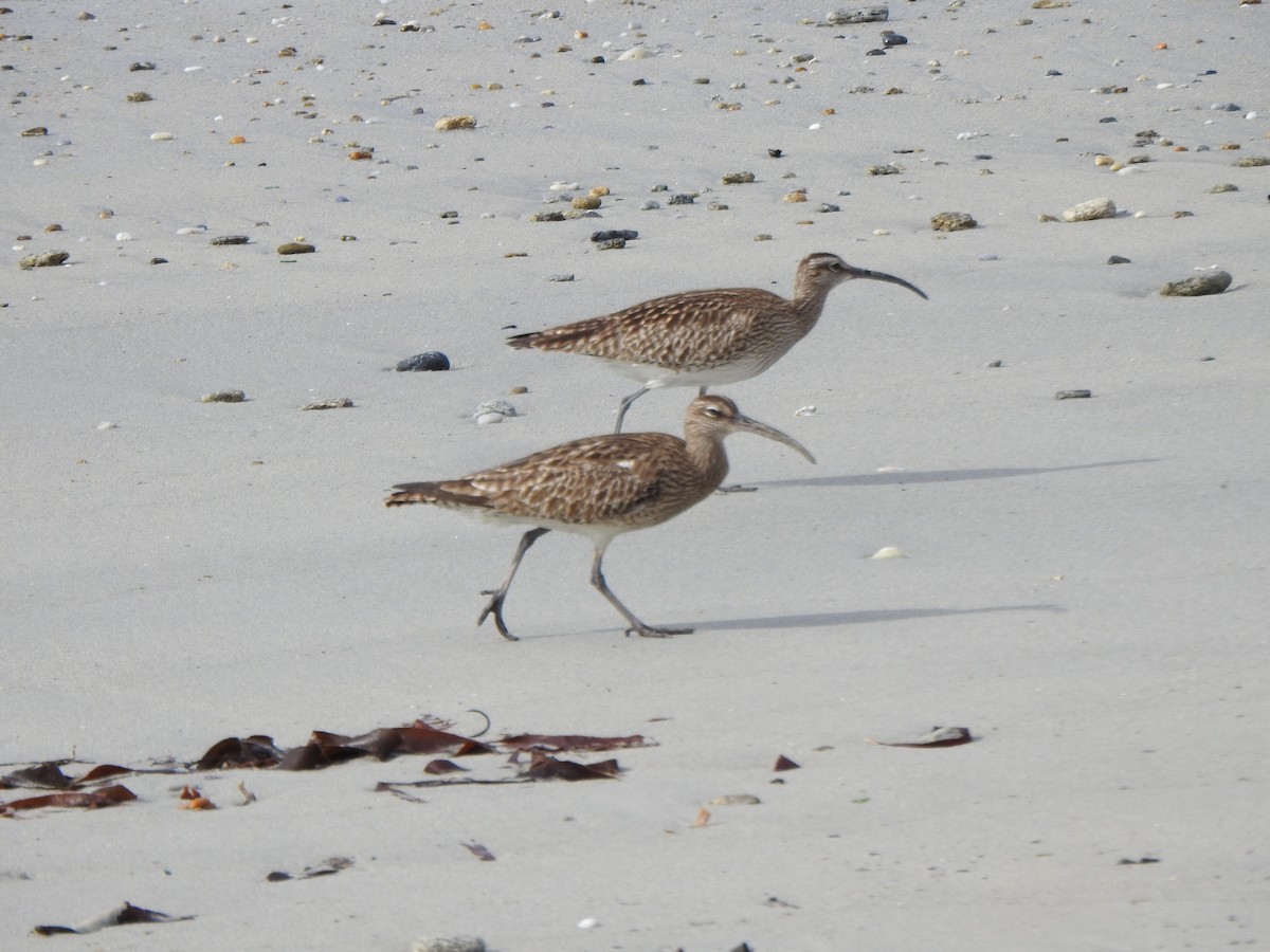 Eurasian Whimbrel - ML635158598