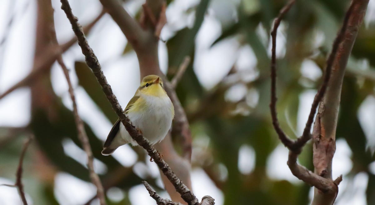 Wood Warbler - ML635158600