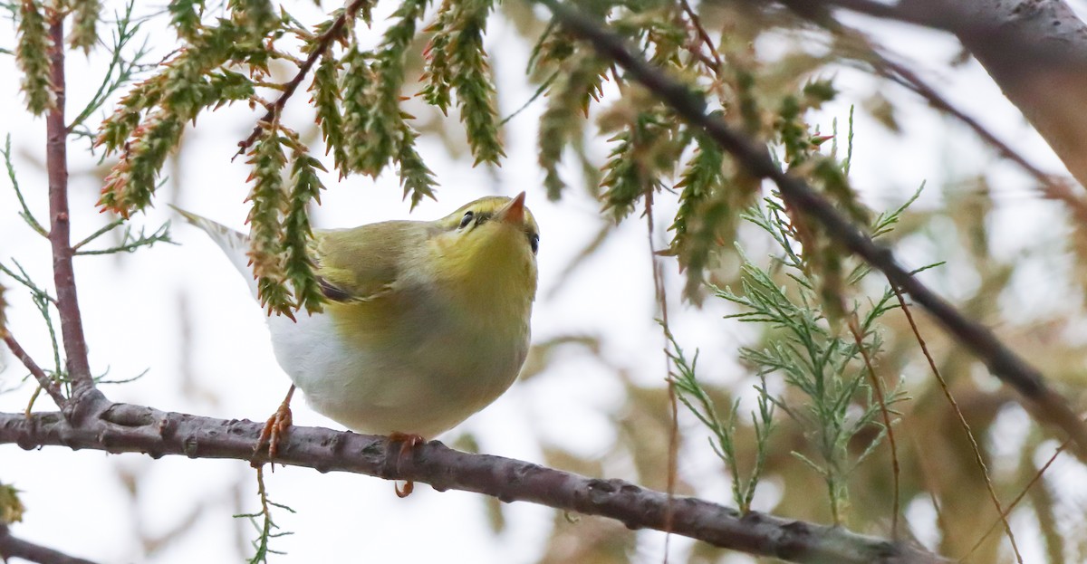 Wood Warbler - ML635158601
