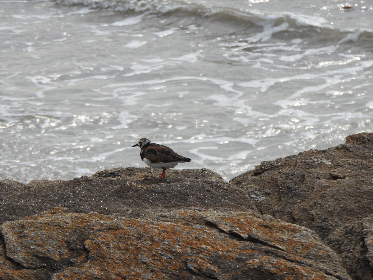 Ruddy Turnstone - ML635158604
