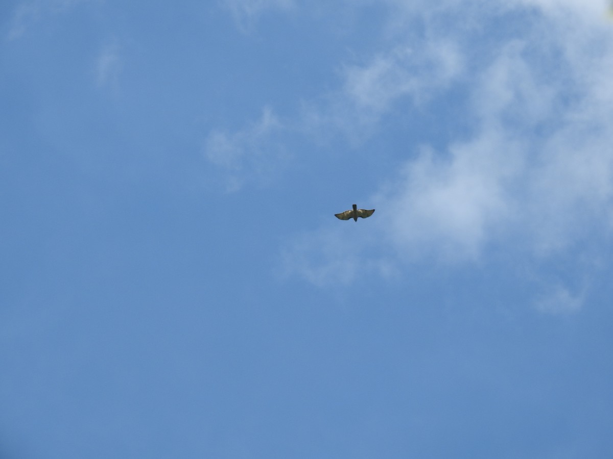 Broad-winged Hawk - ML63515861