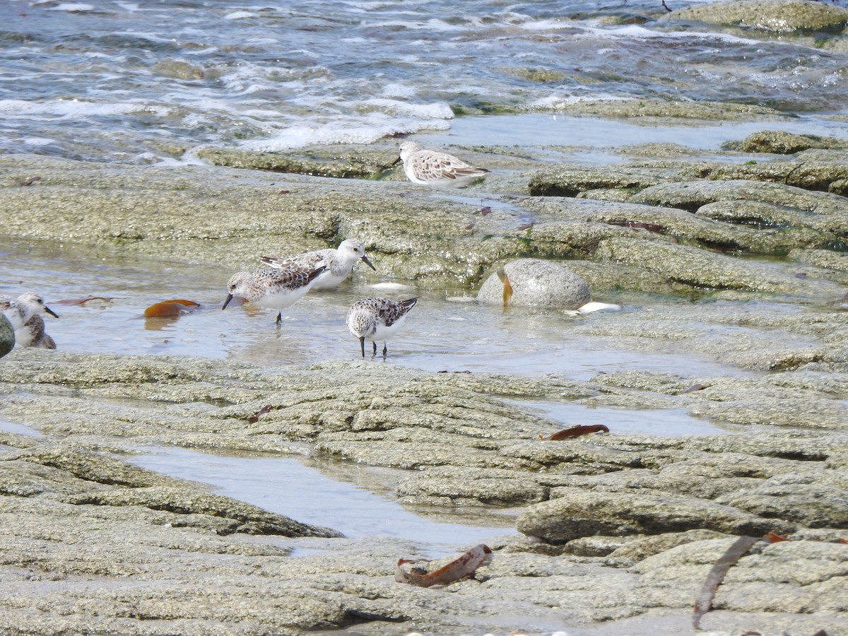 Sanderling - ML635158616