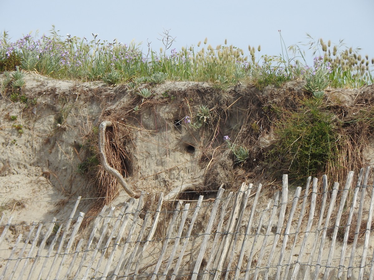 Bank Swallow - ML635158631