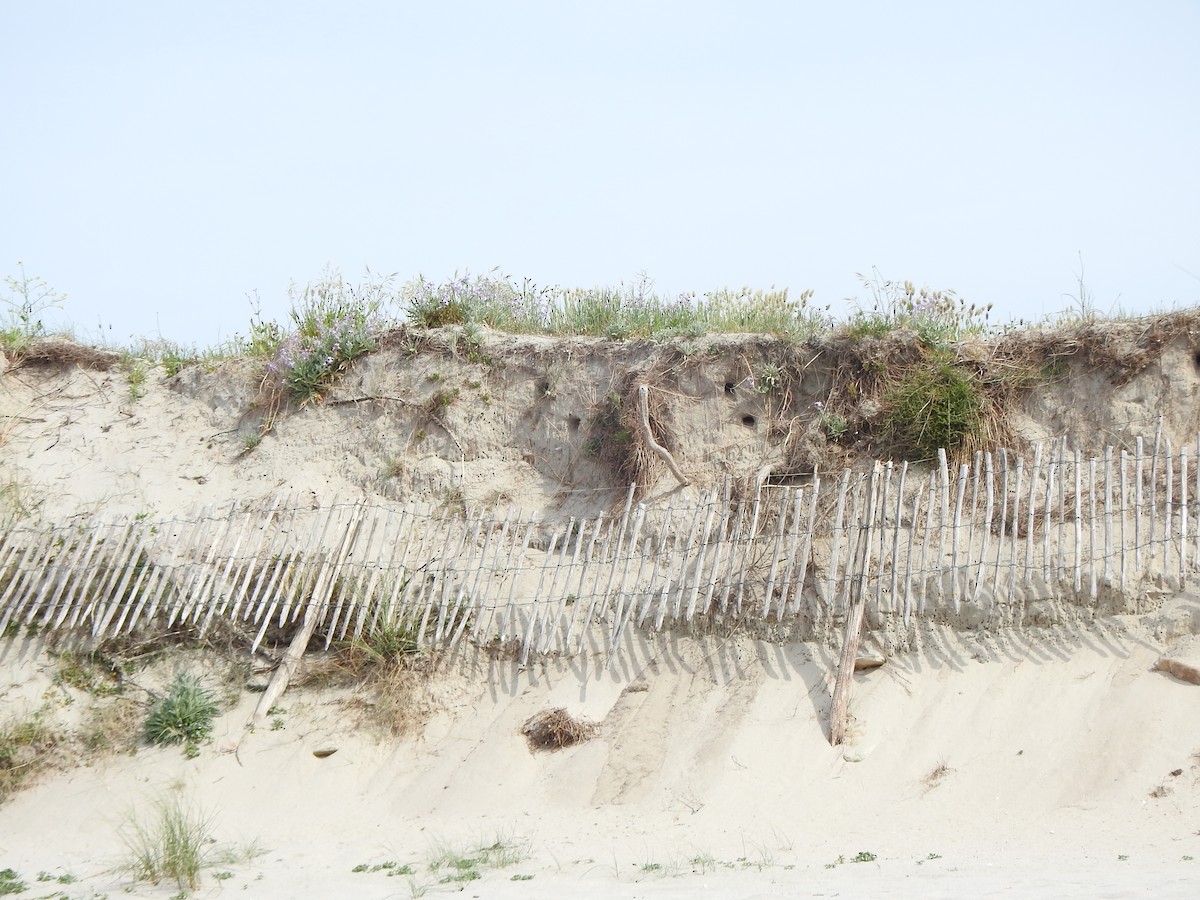 Bank Swallow - ML635158635