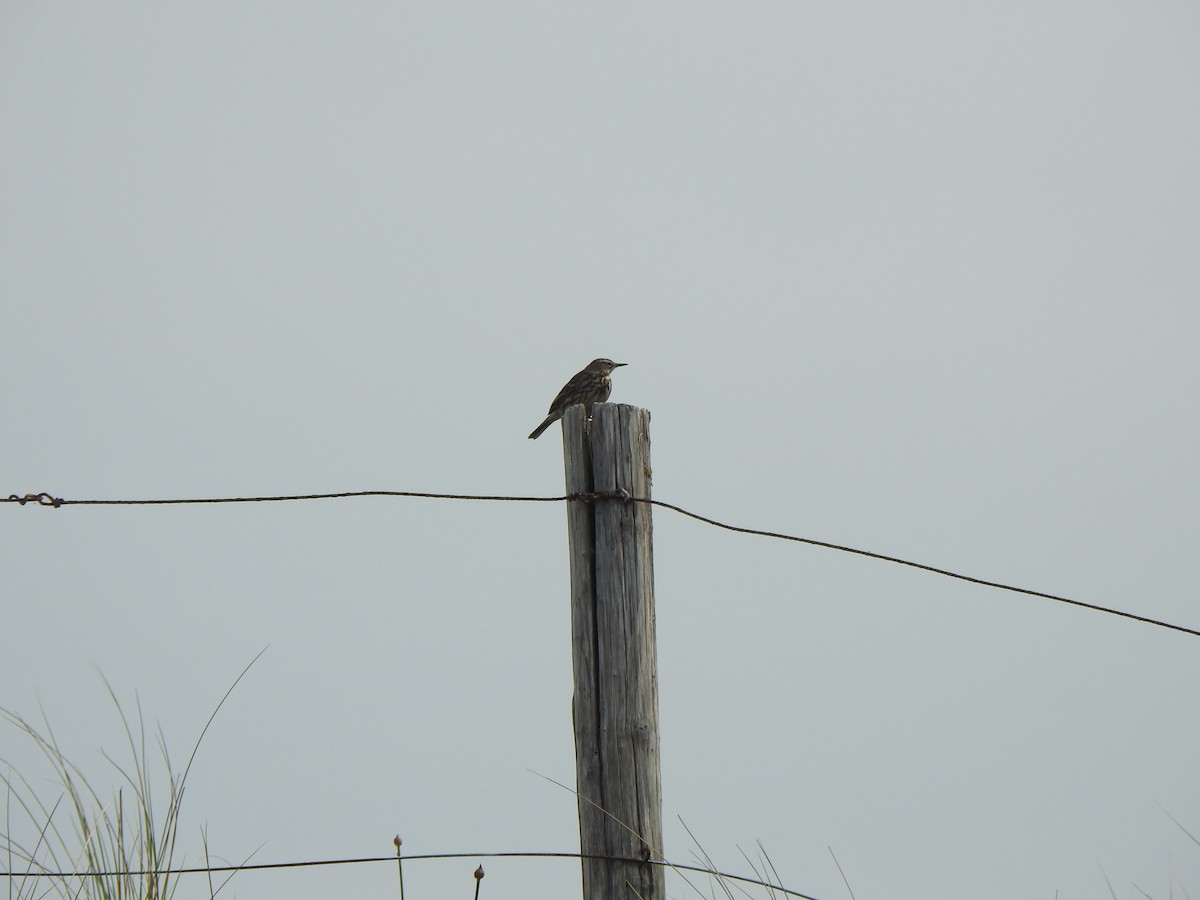 Rock Pipit - ML635158650