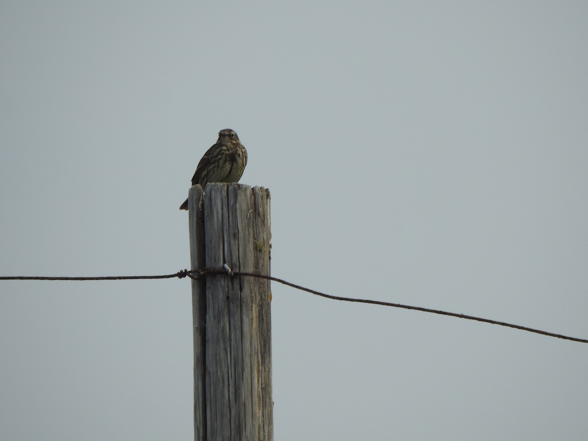 Rock Pipit - ML635158655